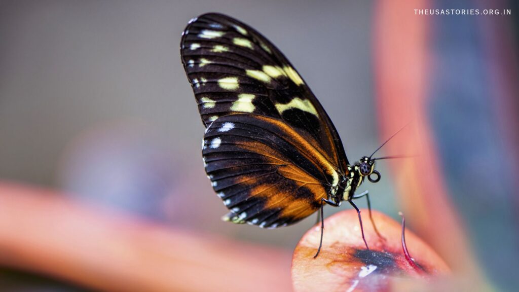 The Fascinating World of Butterflies: Beauty, Biology, and Conservation